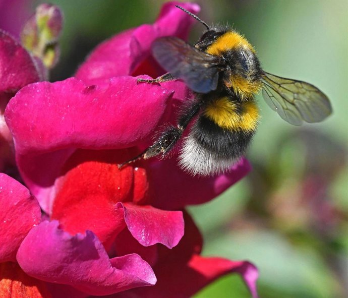 Archivo - Abejorro de cola blanca (Bombus terrestris) en una flor de boca de dragón.