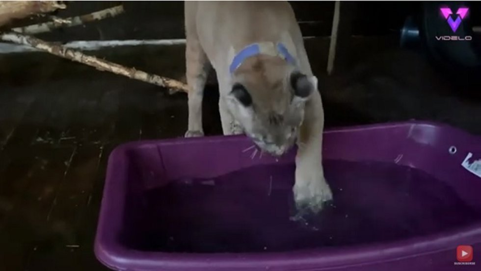 Esta mujer rusa es dueña de un puma al que le pone todo tipo de ejercicios