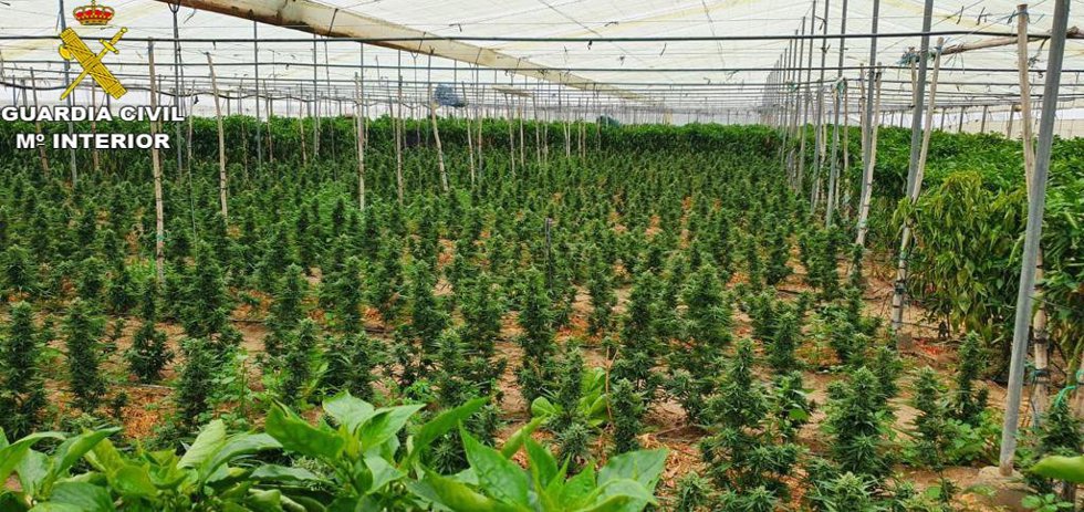 Plantación de marihuana desmantelada por la Guardia Civil en Sanlúcar de Barrameda.