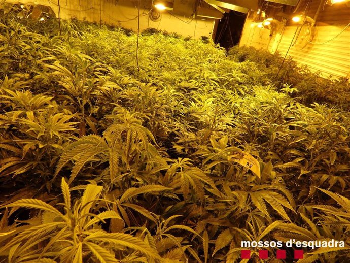 Los Mossos han detenido a un hombre por presuntamente cultivar 947 plantas de marihuana en Horta de Lleida (Lleida)