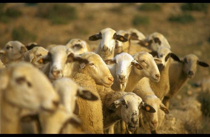 Ovejas