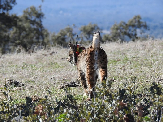 Lince ibérico (Lynx pardinus) recién liberado a la naturaleza con un collar de seguimiento por GPS.