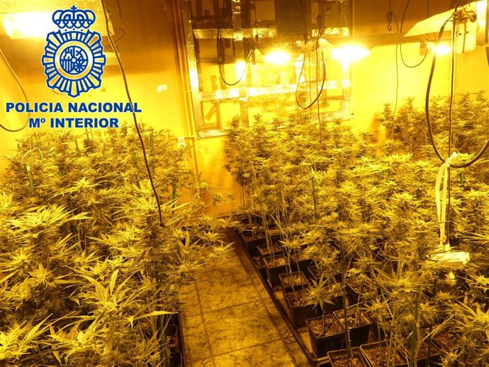 Imagen de las 500 plantas intervenidas en una vivienda unifamiliar de Caldes de Malavella (Girona)