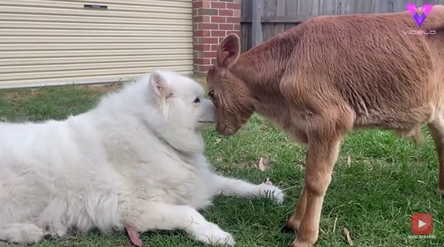 ¡A Este Adorable Perro Le Encantan Las Vacas! // Animales Cariñosos