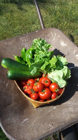 Archivo - Huertas, hortalizas, medio rural, rural, agricultura.