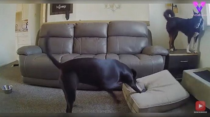 Cámara escondida graba a unos perros solos en casa
