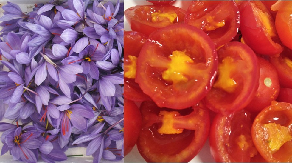 Estudio de la UCLM Tomate y Alzheimer