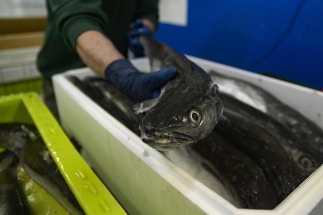 Un operario maneja pescado en una caja, en la lonja de A Coruña, a 18 de marzo de 2022, en A Coruña, Galicia (España). El pescado de la lonja no se está distribuyendo por la huelga de transportes y podría traer problemas de salubridad ya que ni se mueve l