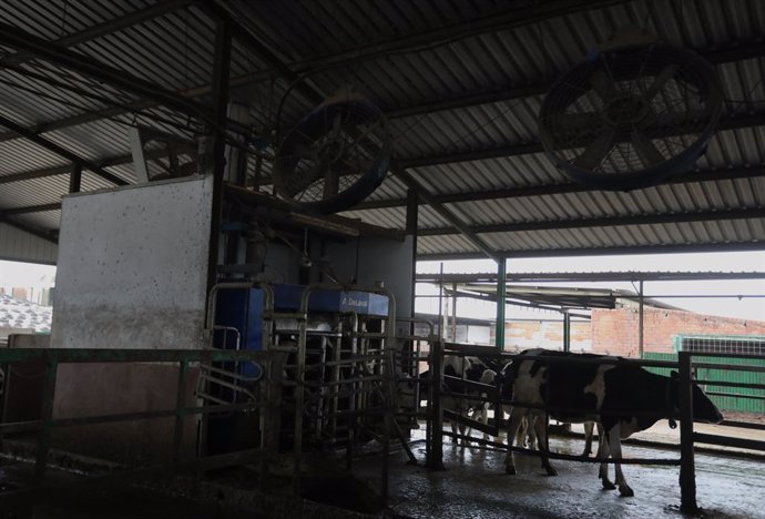 Dos vacas lecheras, de la raza bovina frisona, salen de la zona de ordeñe, en las instalaciones de la granja, Sociedad Agraria de Transformación (SAT) Hermanos Miguel, a 19 de marzo, en Talavera de la Reina, Toledo, Castilla La Mancha (España). Esta gan