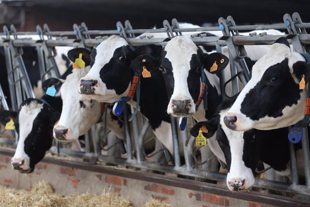 Varias vacas lecheras, de la raza bovina frisona, comen pienso y cereales, en las instalaciones de la granja 