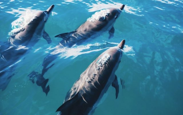 Grupo de delfines mulares