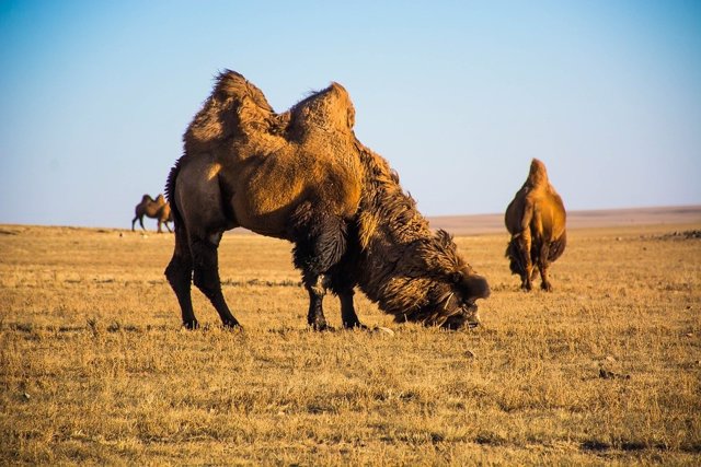 Camello macho  de Mongolia