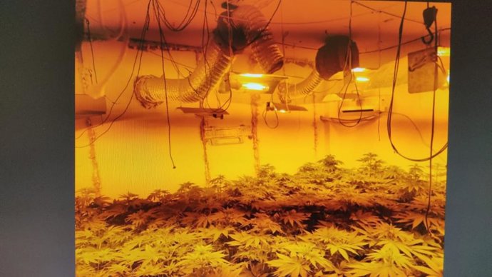 La Junta recupera 17 viviendas con más de 4.000 plantas de cannabis en el barrio malagueño de La Corta