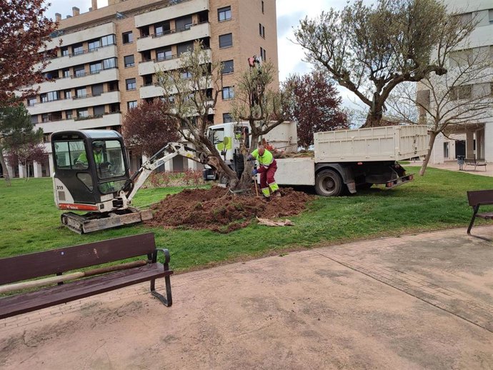 La Concejalía de Medio Ambiente lleva a cabo la plantación de una treintena de olivos en diferentes zonas de la ciudad