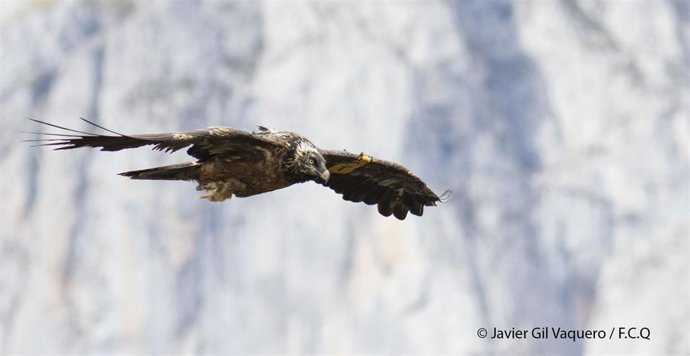 Archivo - Localizada en Picos de Europa la primera pareja reproductora de quebrantahuesos en Cantabria