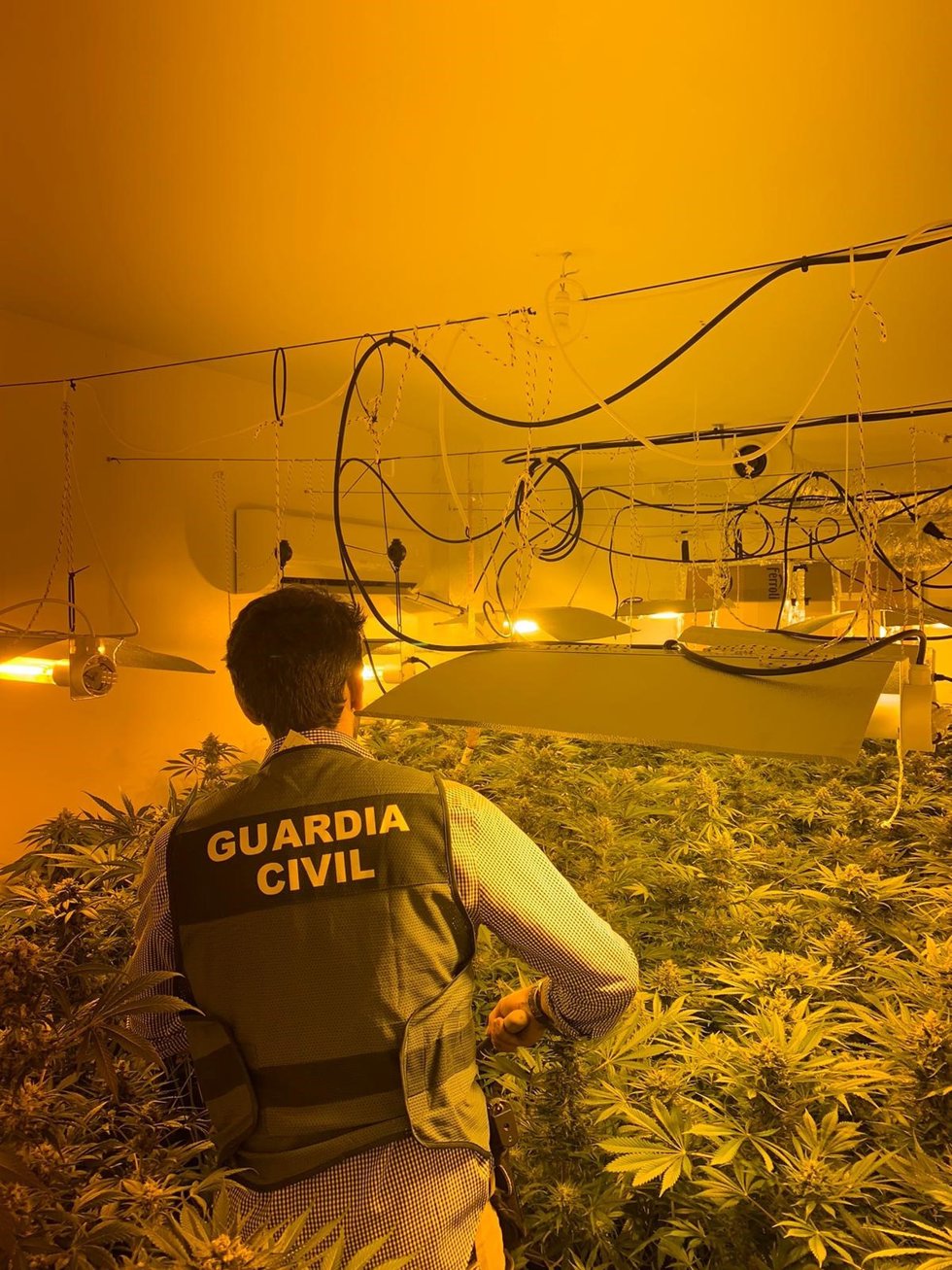 Plantación de marihuana descubierta por la Guardia Civil, en imagen de archivo