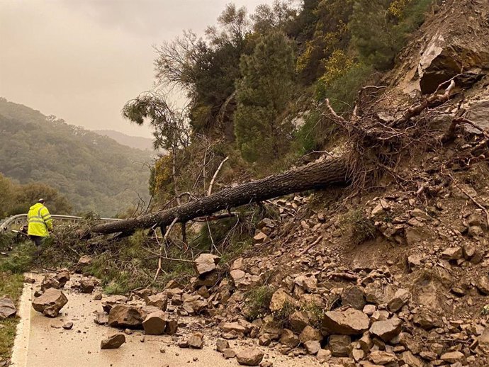 Carretera provincial en Málaga afectada por desprendimientos de árboles y piedras debido a las lluvias y el viento que azotan la provincia