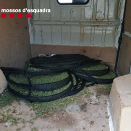 Imatge de 60 quilos de cabdells de marihuana a Fornells de la Selva (Girona)