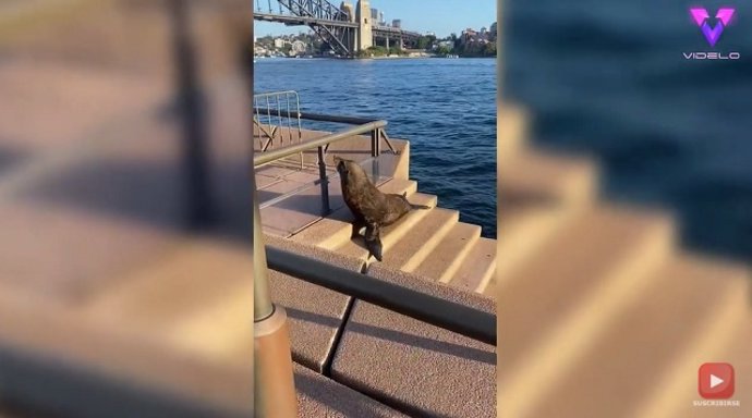 Una foca posa en las escaleras de la ópera de Sidney