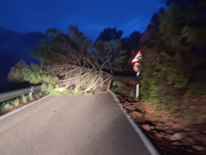 Una de las carreteras provinciales afectadas por la caída de árboles debido al temporal de lluvia y viento que azota estos días la provincia de Málaga.
