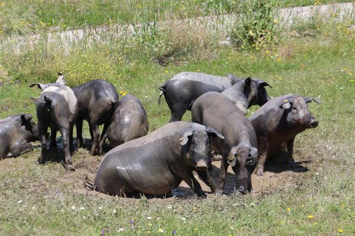Cerdos.