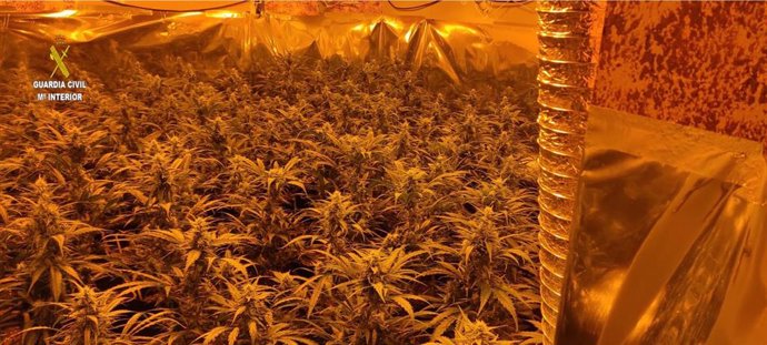 Tres detenidos y dos viviendas ocupadas para cultivo de marihuana desmanteladas en El Viso del Alcor