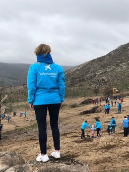 Voluntarios planta árboles en la zona de Navalacruz.