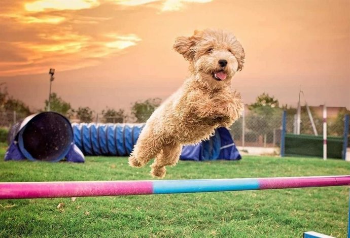 El municipio zaragozano de Farlete celebrará el sábado, 2 de abril, una exhibición de agility.