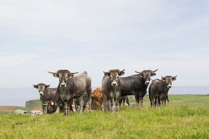 Vacas en una explotación agraria.- Archivo