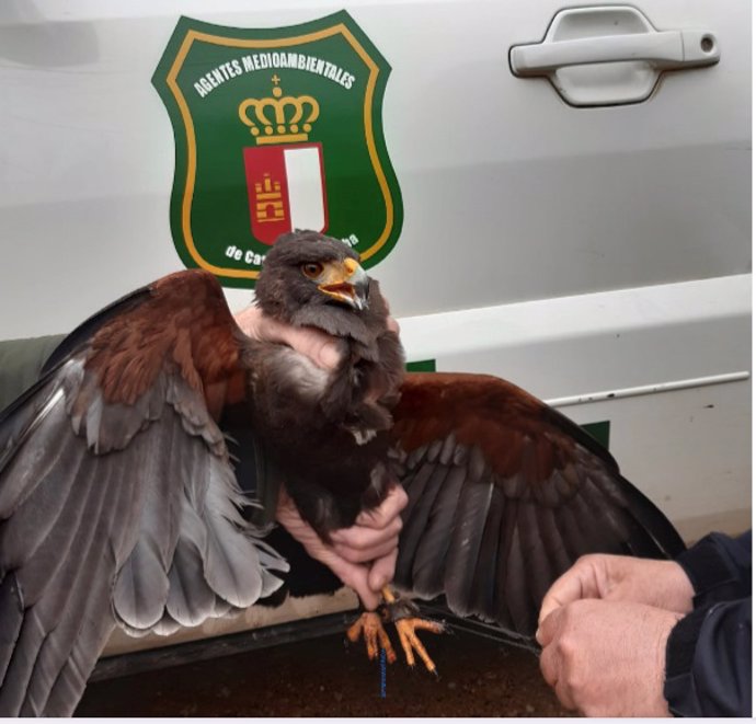 Rescatan un ejemplar de Águila de Harris en la localidad de Tobarra