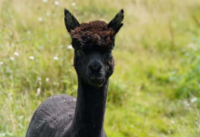 Archivo - 19 August 2021, United Kingdom, Wotton-under-Edge: Alpaca "Geronimo" stands in a pasture at Shepherds Close Farm. The alpaca, which  has twice tested positive for bovine tuberculosis, is due to be slaughtered after his owner Helen Macdonald lost