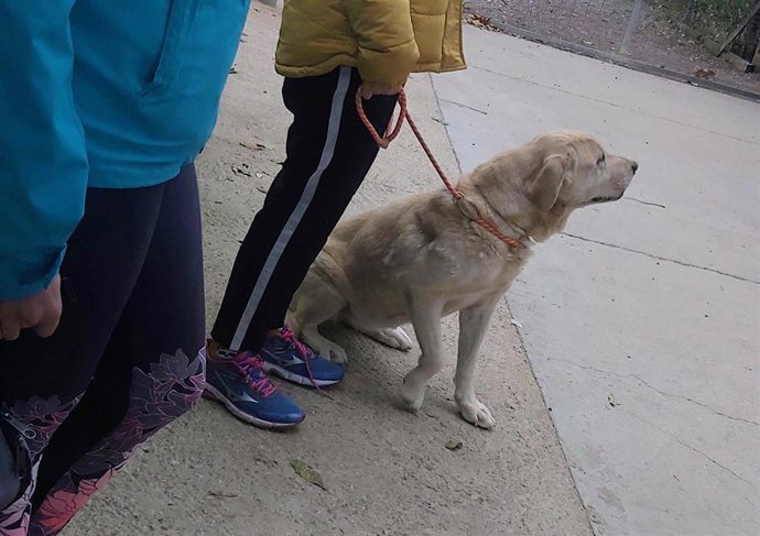 Archivo - perros de asistencia.