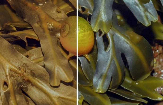 Una ilustración de cómo un caracol Littornid pierde el beneficio del camuflaje haciéndolo más visible bajo una iluminación de amplio espectro (derecha).