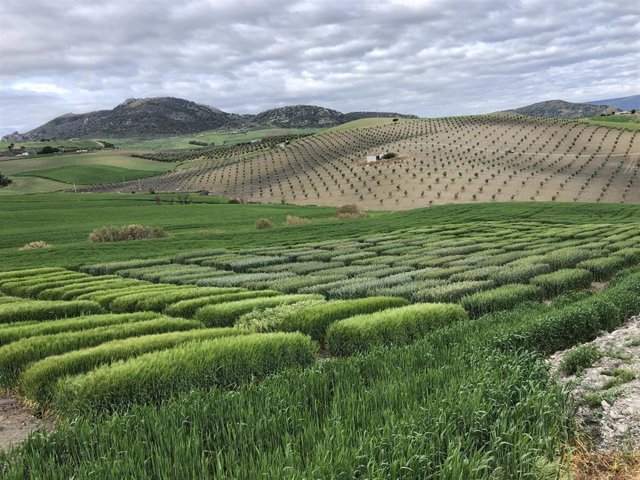 Archivo - Un cultivo, en una imagen de archivo.