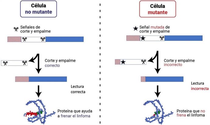 Trabajo para identificar nuevas mutaciones relacionadas con el linfoma claves