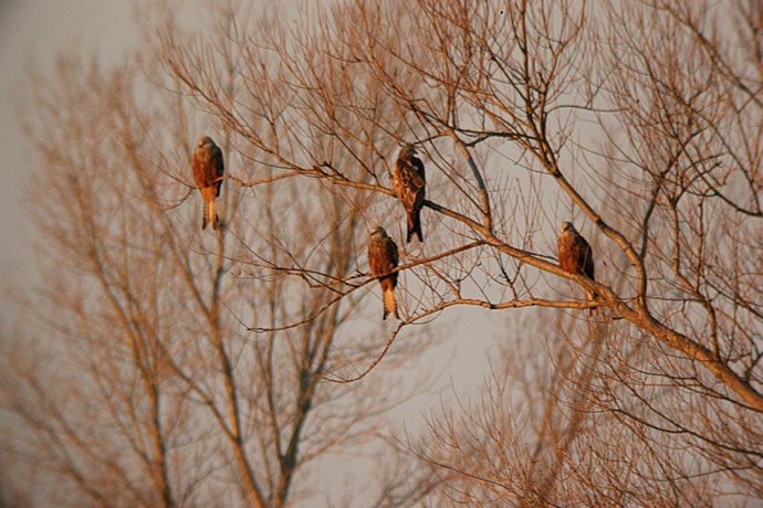 Archivo - Milano real invernante.