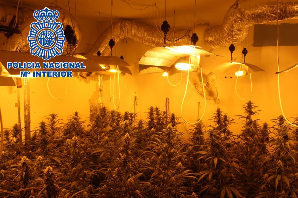 Plantación de marihuana