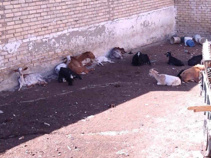 Estado de las cabras y perros en Aguilar de la Frontera (Córdoba).
