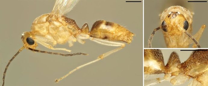 Hormiga aguja asiática (Brachyponera chinensis)