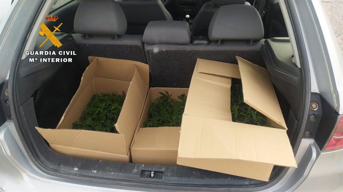 La Guardia Civil encontró las 312 plantas de marihuana en un vehículo con dirección a Francia