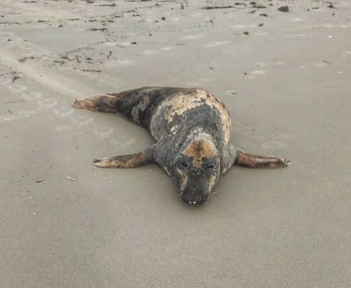 Ejemplar de foca gris en el Mediterráneo