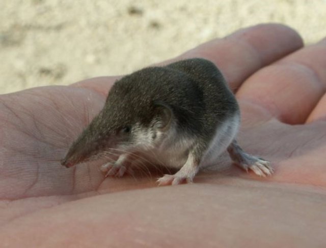 Los pequeños mamíferos, como esta musaraña bicolor, son más propensos que los animales más grandes a "esconder" nuevas especies.