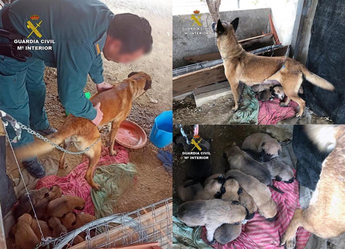 Imágenes de la operación 'Alpha', que se ha saldado con la investigación de dos vecinos de Librilla (Murcia) por robar una perra y mantenerla, junto a sus nueve cachorros, en pésimas condiciones higiénico-sanitarias