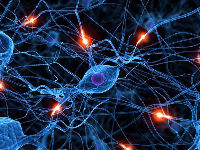 Las células de Schwann recubren los axones de las neuronas con una capa de grasa, la mielina, que actúa como aislante eléctrico y acelera la conducción de los impulsos nerviosos.