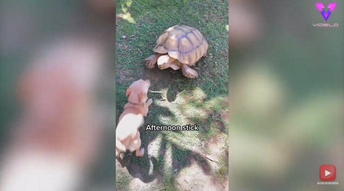 El chihuahua y la tortuga son los mejores amigos // Inesperada relación