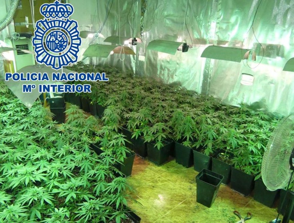 Plantación de marihuana desmantelada en un inmueble de Baza