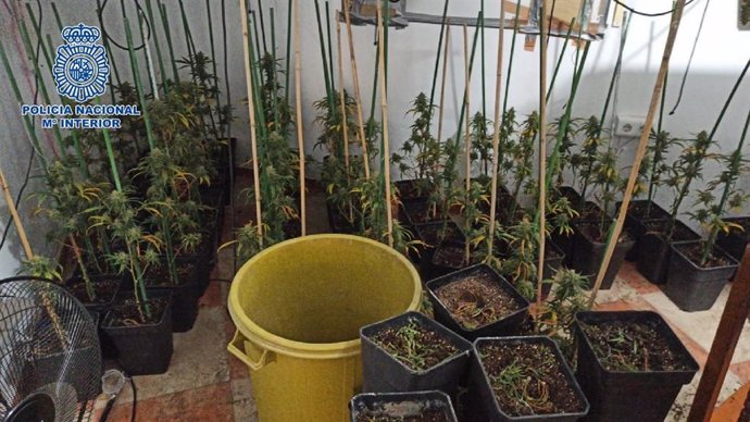 Plantación de marihuana en una vivienda del centro de Vélez-Málaga