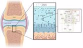 Foto: Crean un modelo computacional que ayuda a buscar terapias biológicas del cartílago en la artrosis de rodilla