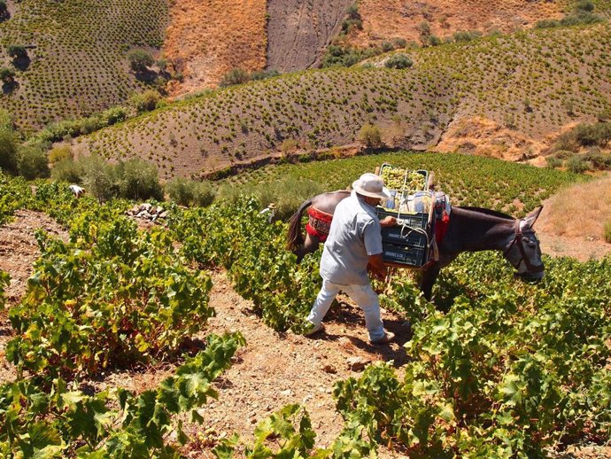 Archivo - Vendimia de la uva pasa en la Axarquía