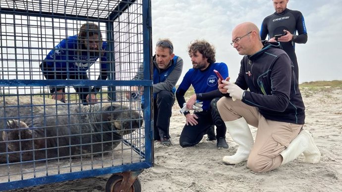 Rescate de un ejemplar de foca gris en la playa de La Llana